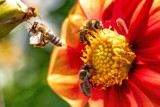 Dzień Pszczoły w Sosnowcu. Mieszkańcy miasta będą mogli wziąć udział w szeregu atrakcji, których wspólnym mianownikiem będą pracowite owady