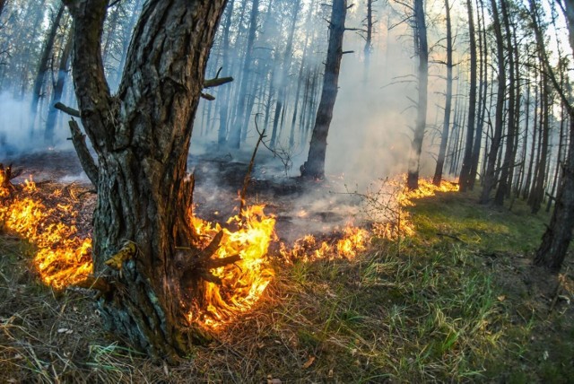 Słoneczna i bezdeszczowa pogoda powoduje, że rośnie zagrożenie pożarowe w lasach.