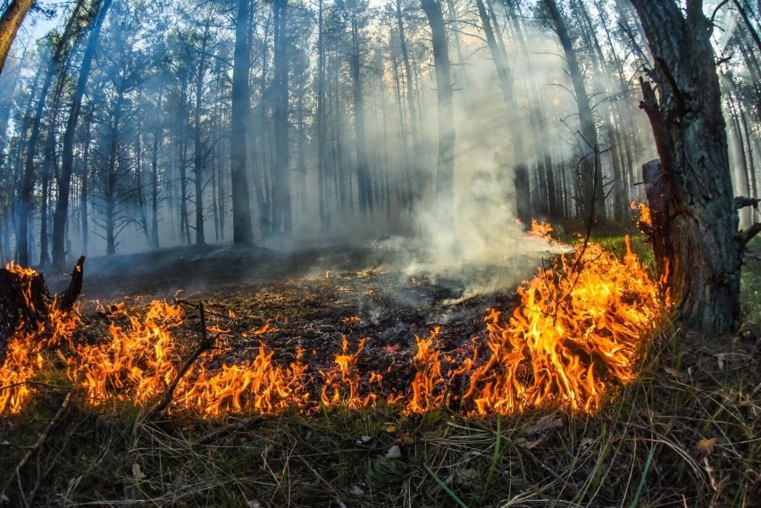 W najbliższych dniach zagrożenie pożarowe w lasach na...