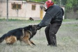 Policyjne psy przechodziły testy niezbędne do dalszej służby [zdjęcia]