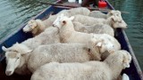 Wdzydze. Stado 15 owiec rasy pomorskiej wypasało się na wyspie Sidły położonej na Jeziorze Wdzydze ZDJĘCIA