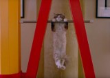 Kevin Spacey zagrał biznesmena uwięzionego w ciele kota. Zobacz zwiastun filmu "Jak zostać kotem" (zwiastun)