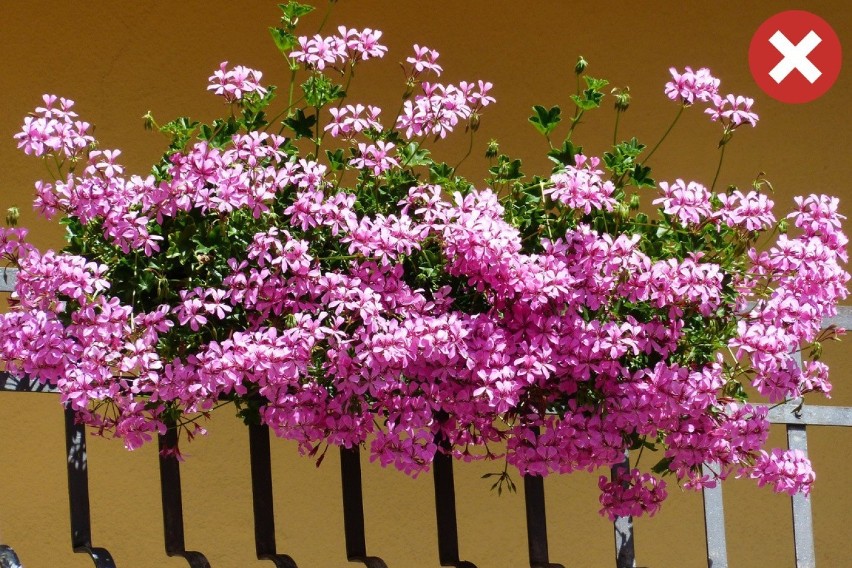 Jeśli chcemy mieć na balkonie kwiaty, które nie śmiecą,...