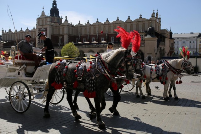 Kraków. Konie dorożkarskie bez szans na odrobinę cienia przed południem