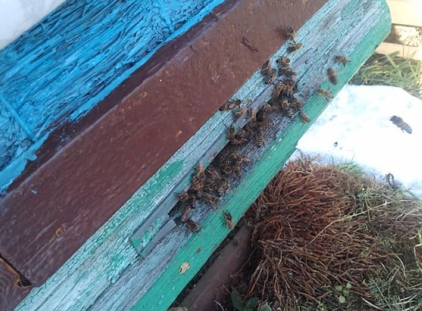 W gminie Borne Sulinowo zginęły miliony pszczół. Prokuratura swoje, pszczelarz swoje 