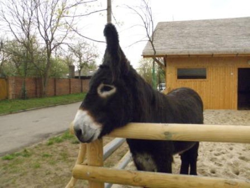Wizyta na ranczu we wrocławskim zoo