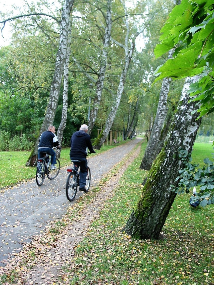 Uroki złotej polskiej jesieni na Alei Brzozowej