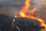 KRÓTKO : Palił się las w okolicach elektrowni w Jaworznie [WIDEO]