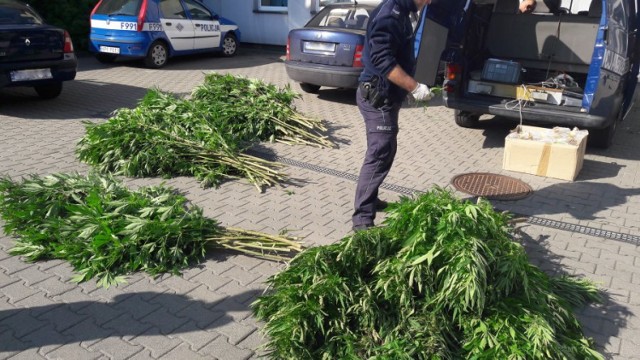 Rawscy policjanci zlikwidowali plantację marihuany – tym razem na terenie powiatu tomaszowskiego. Zatrzymany został 27-letni mężczyzna.