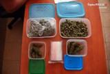 Diler w Jaworznie. W mieszkaniu 31-latka znaleziono 230 porcji marihuany [ZDJĘCIA]