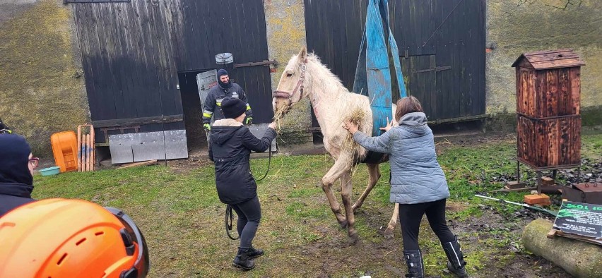 Strażacy ratowali konia w gminie Pruszcz. Zobacz zdjęcia