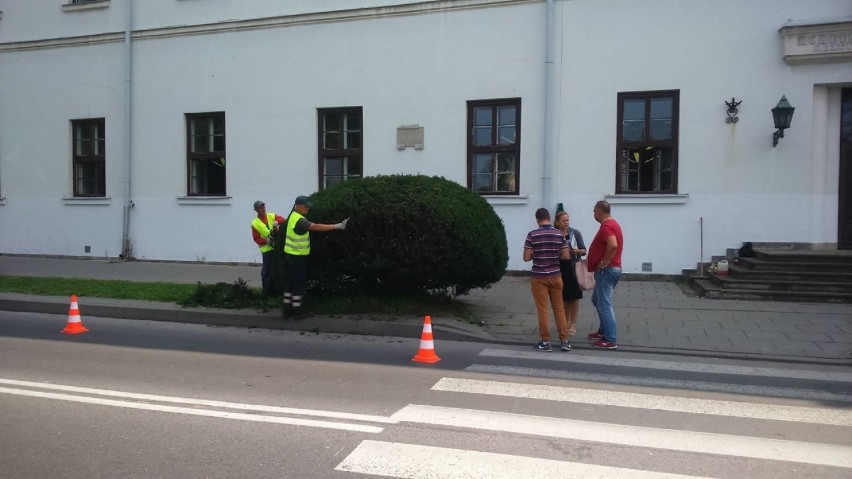 Zamość: cisy na razie zostają, ale zostały przycięte