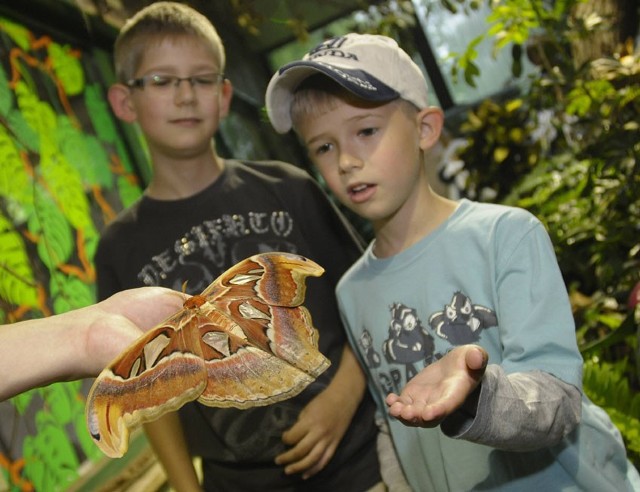 Egzotyczne motyle będzie można znowu oglądać w łódzkim zoo od maja.