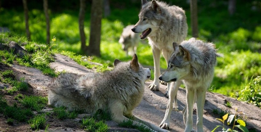 W Nadleśnictwie Świdnica pojawiły się wilki. Są co najmniej dwie watahy (ZDJĘCIA)