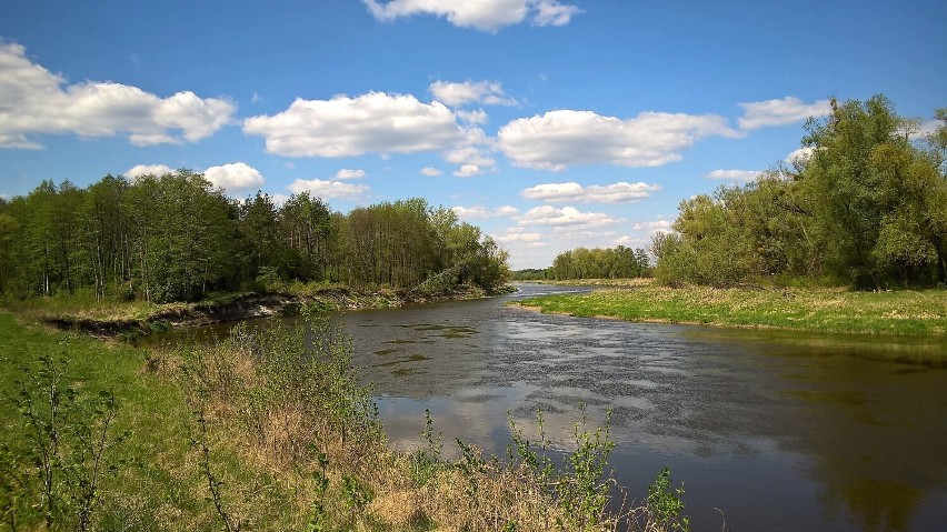 Kajakiem po Bugu. Zobacz urok dzikiej rzeki i malowniczych nadbużańskich terenów w powiecie włodawskim
