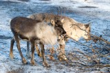 Zima w krakowskim zoo [ZDJĘCIA]