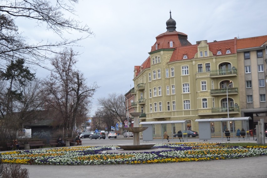 Ostrów Wielkopolski wywołuje wiosnę! W mieście posadzono 24 tys. kwiatów
