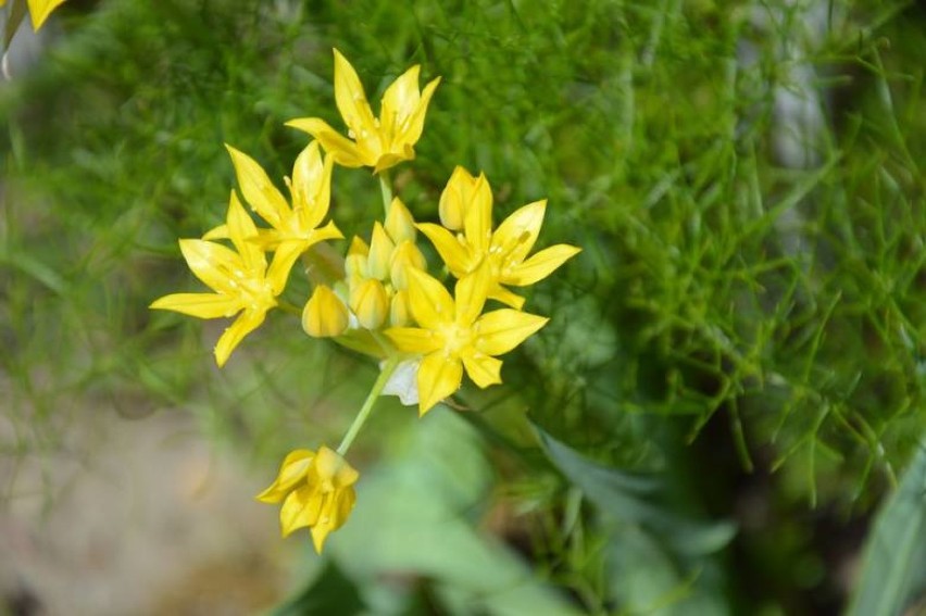 Ogród Botaniczny w Gołubiu