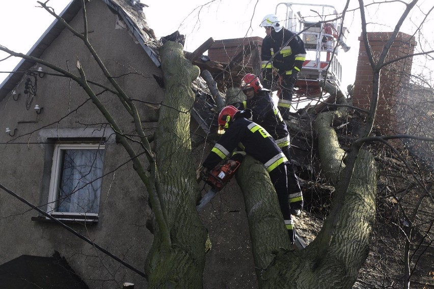 Smolno, przewrócone drzewo ul Pucka, grudzień 2015