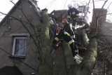Powalone drzewo w Smolnie (22.12.2015). Konar spadł na dom jednorodzinny | ZDJĘCIA, WIDEO