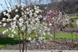 Wiosna w Ogrodzie Botanicznym w Kielcach. Zakwitły magnolie i żonkile (ZDJĘCIA)