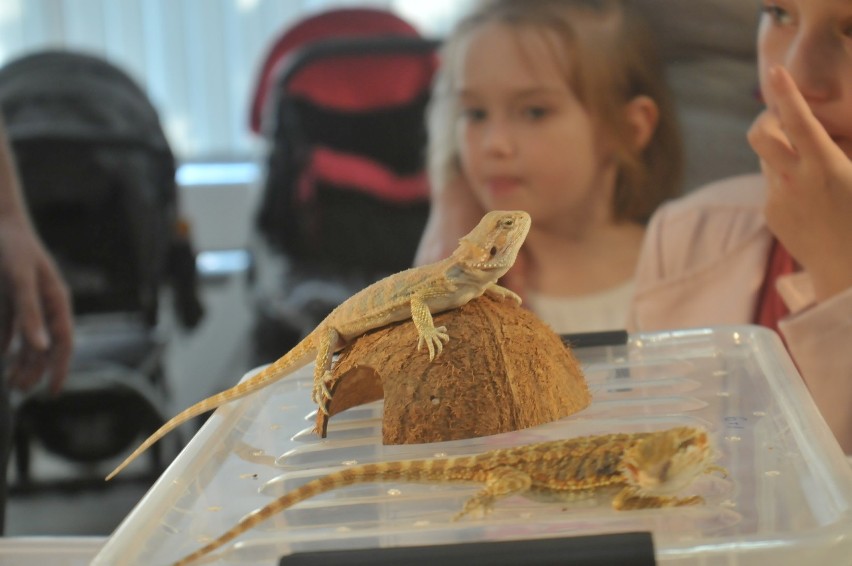 Kraków. Animal Show - zebrali wiele gatunków w jednym miejscu