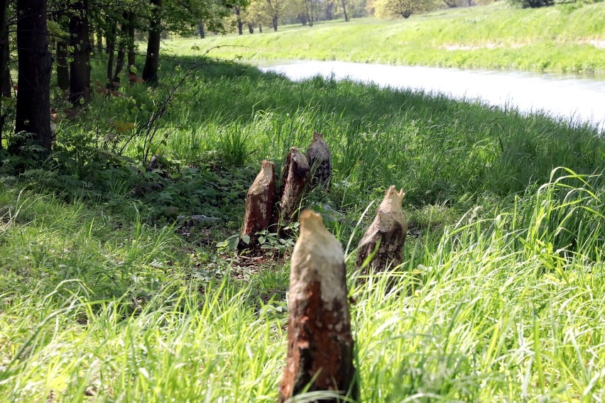 Legnickie bobry nie dają za wygraną, powalają kolejne drzewa, zobaczcie zdjęcia