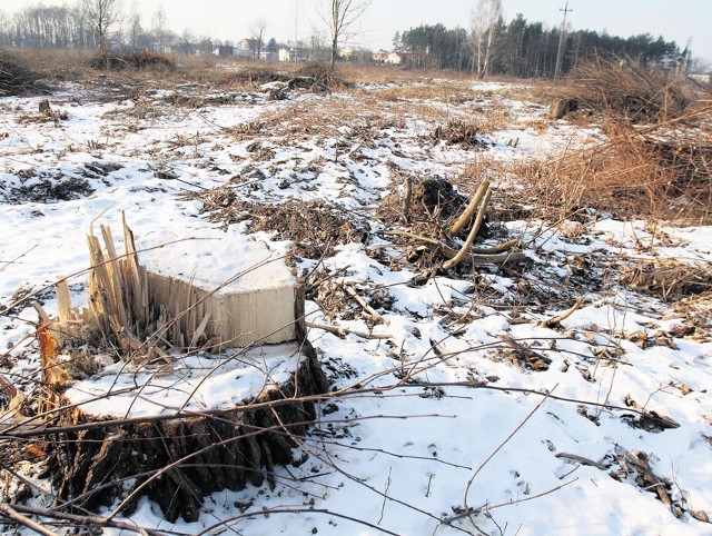 Widok od strony ul. Biegunowej, gdyby nie śnieg, przypominałby karczowanie w Amazonii