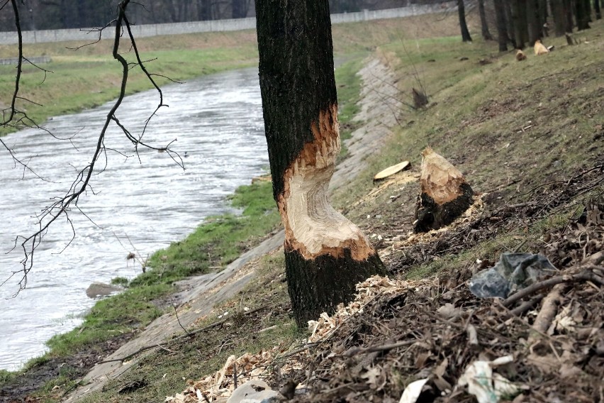 Legnickie bobry nie dają za wygraną, przegryzają kolejne drzewa, zobaczcie zdjęcia