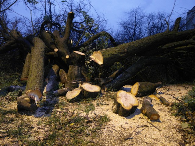 Wycięte drzewa w Wejherowie przy peronach SKM Nanice i Śmiechowo