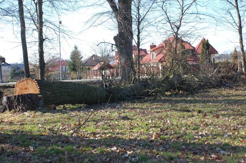 Wycinka drzew w podworskim parku w Skołyszynie wstrzymana. Po protestach mieszkańców, przyrodnicy stwierdzili gatunki chronione