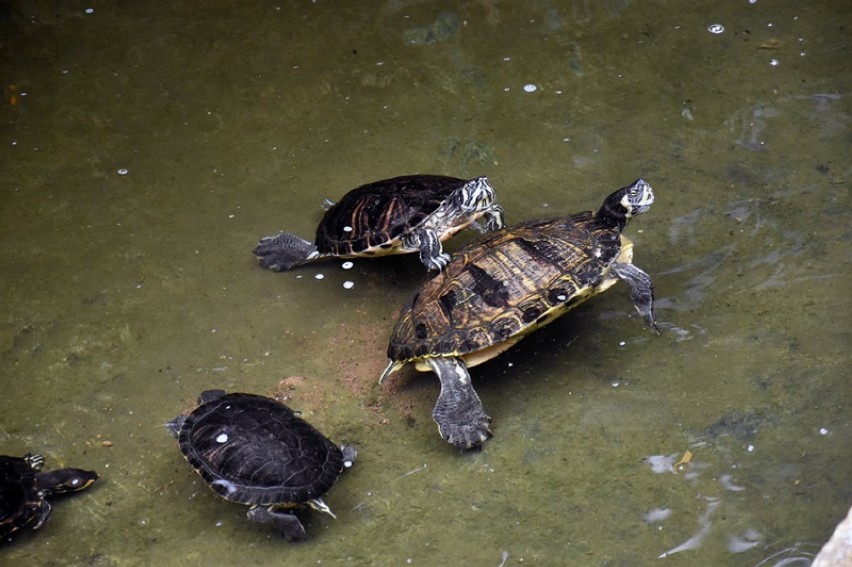 Adoptuj żółwia, adoptuj papużkę z legnickiej palmiarni [ZDJĘCIA]