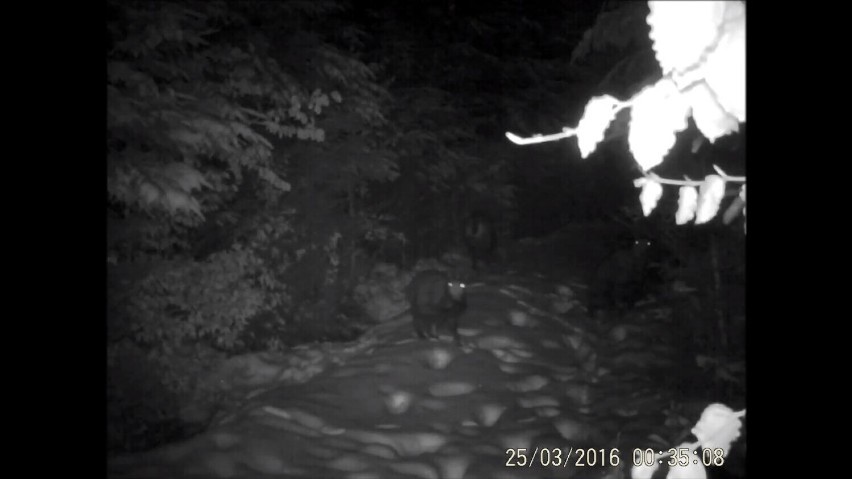 Nie trzeba wyjeżdżać w Tatry, żeby zobaczyć kozice