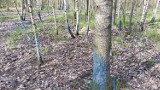 Czerwone rośliny, czerwone i niebieskie drzewa w Wałbrzychu na Dolnym Śląsku? [ZDJĘCIA]