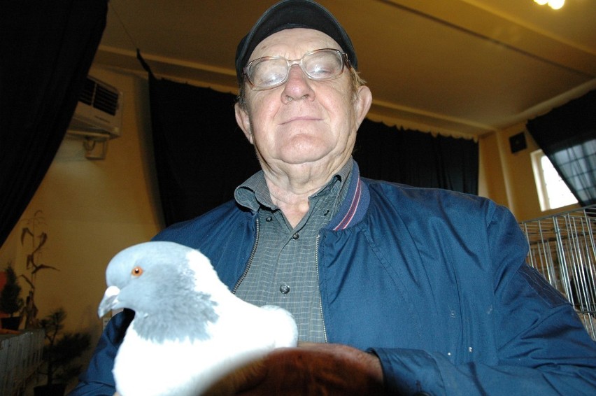Wystawa gołębi w Zbąszyniu