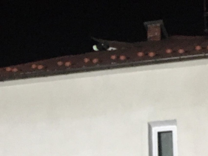 Działania strażaków na uszkodzonym dachu w Kowalowej