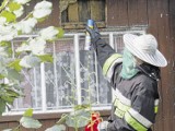 Łęczyca: Strażacy usuwają gniazda owadów