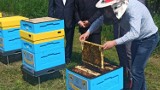 Akademia Kaliska uruchomiła własną pasiekę. Pszczoły w służbie nauki. ZDJĘCIA