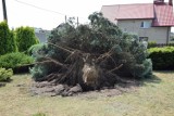 Nawałnica w Mysłowicach: Powalone drzewa, zerwany dach i linie eletroenergetyczne [ZDJĘCIA]