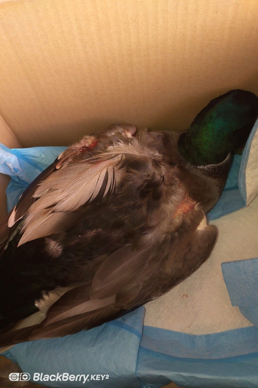 Kierowca zmasakrował kaczkę na ulicy koło parku w Kielcach i zostawił  na jezdni konającego ptaka