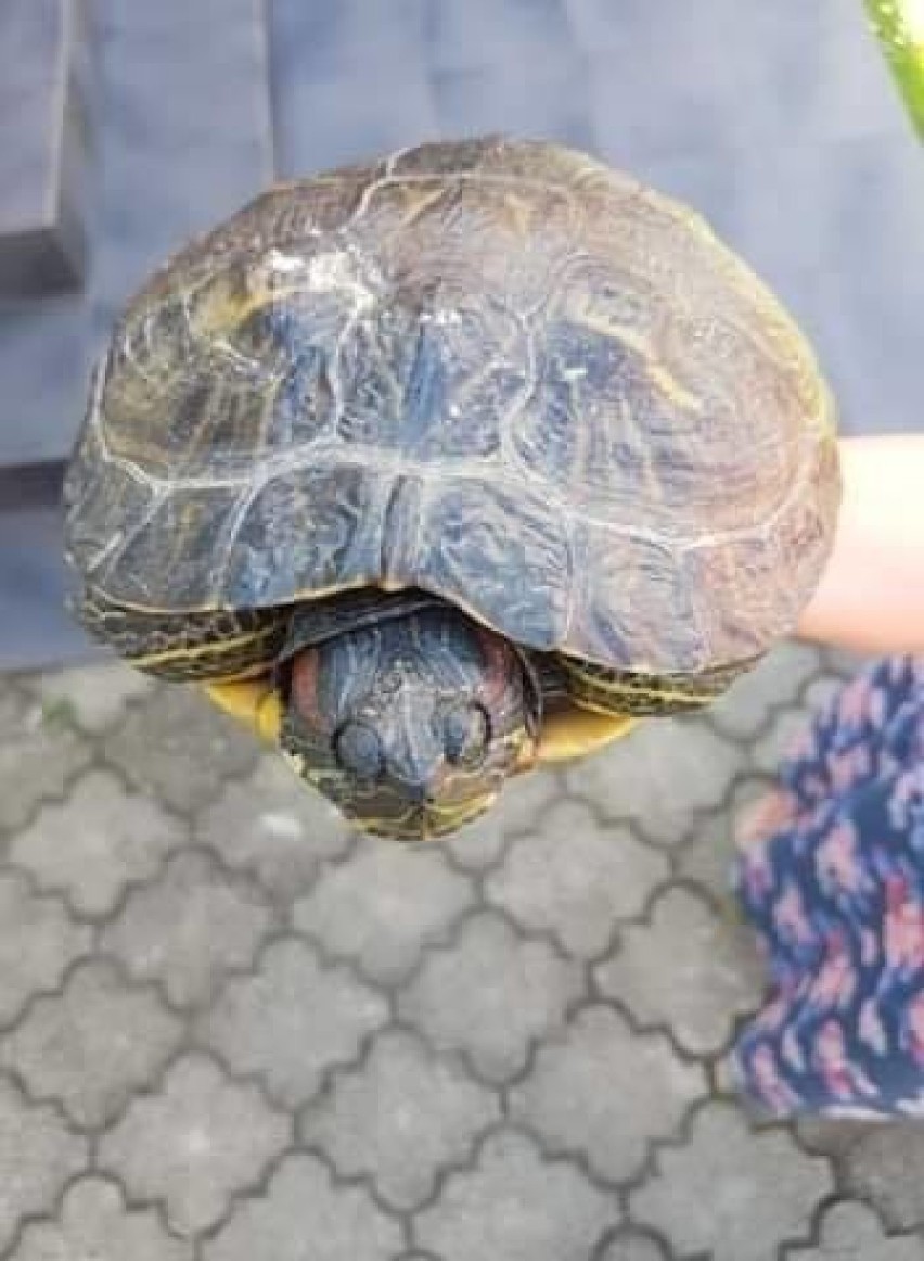 Strażnicy miejscy z Bełchatowa znaleźli ... żółwia. Teraz szukają właściciela