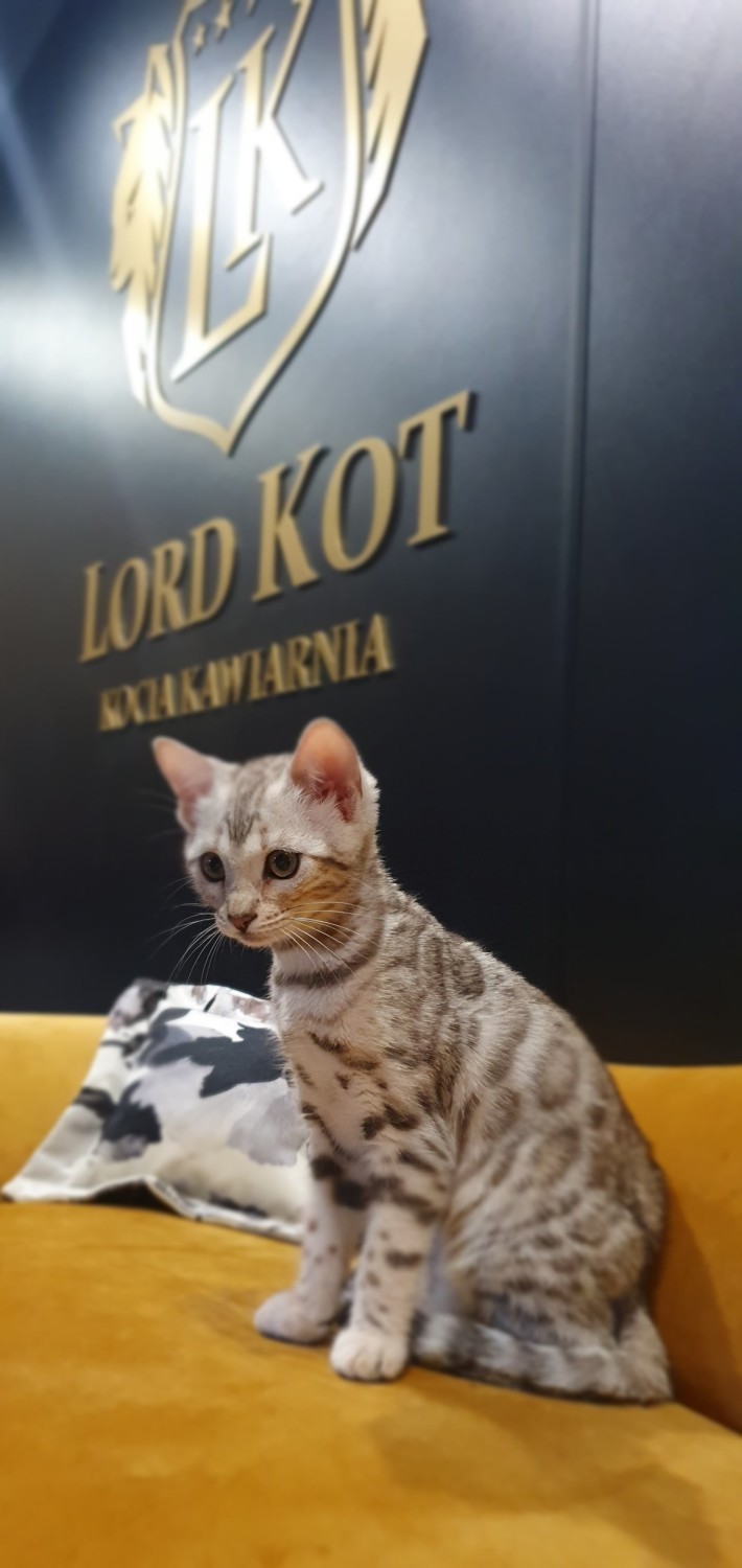 Lord Kot w Suwałkach. W tej kawiarni rządzą koty [Zdjęcia]