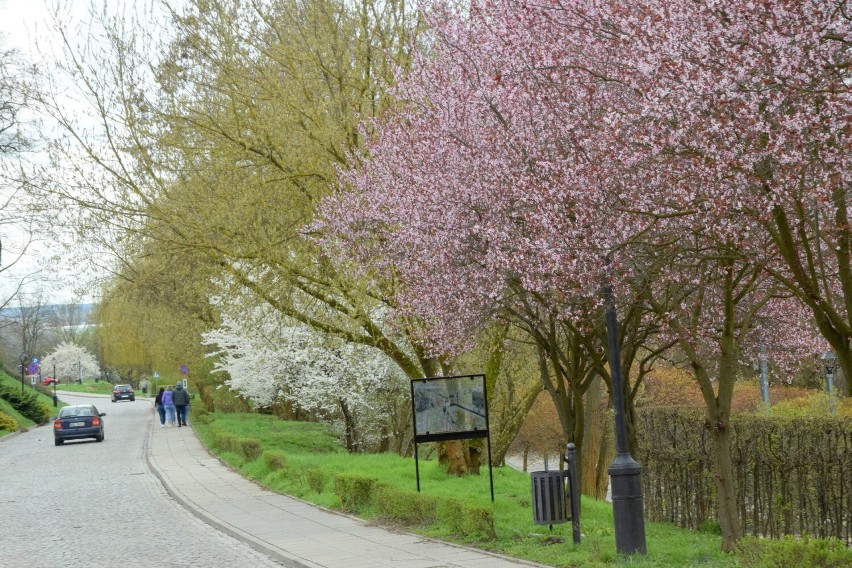 Wiosna w Sandomierzu w pełni. Widać to szczególnie po...