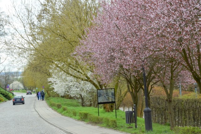 Wiosna w Sandomierzu w pełni. Widać to szczególnie po kwitnącej roślinności