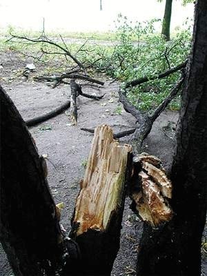 Powalony konar drzewa w parku Staromiejskim