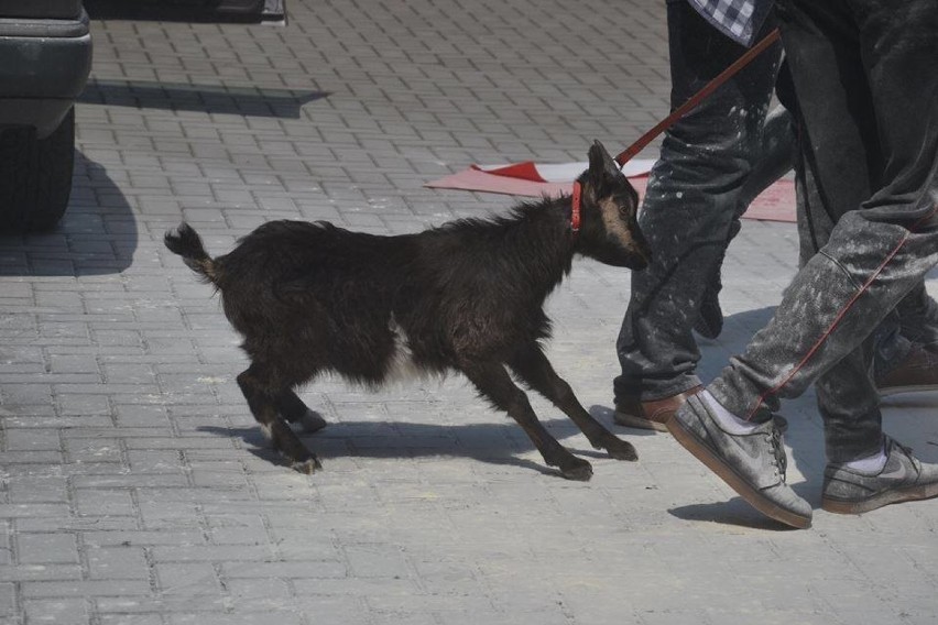 Uczniowie II LO w Opolu dręczyli kozę podczas apelu? TOZ chce powiadomić prokuraturę 