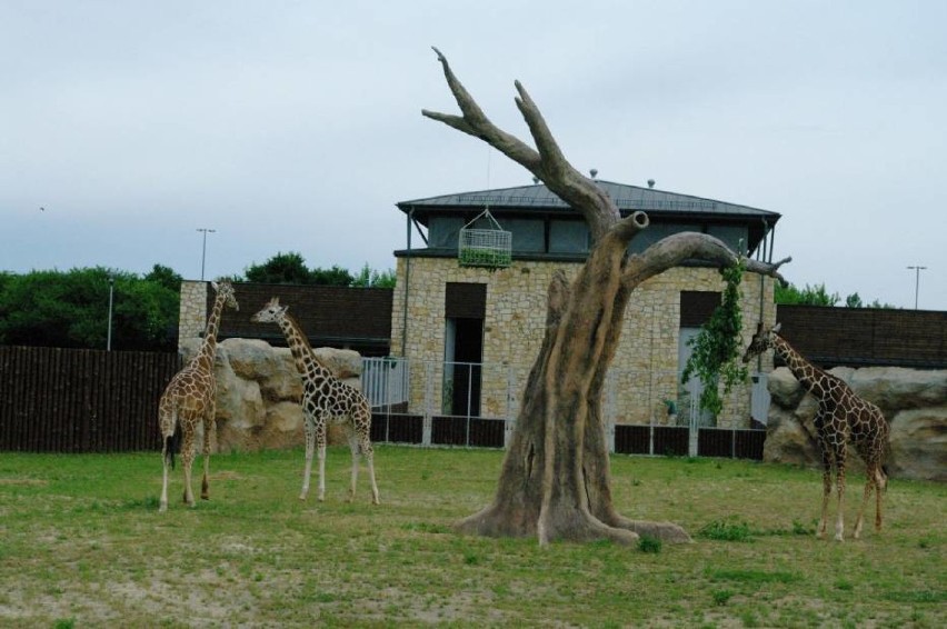 Żyrafy z zamojskiego zoo wyszły na wybieg

WTOREK Po...