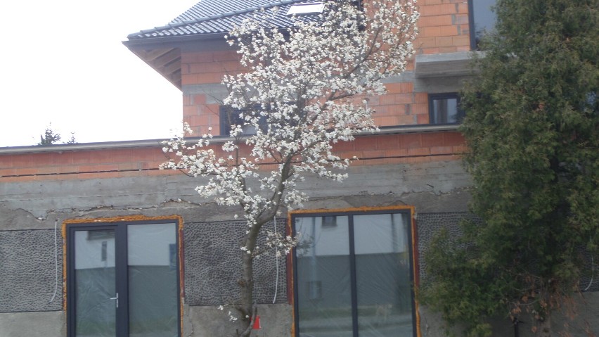 Piękne magnolie rozkwitają w Myszkowie ZDJĘCIA
