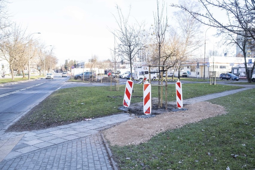 Absurd na warszawskich Bielanach. Posadzili drzewo na środku chodnika. "Wszystko zgodnie z planem"