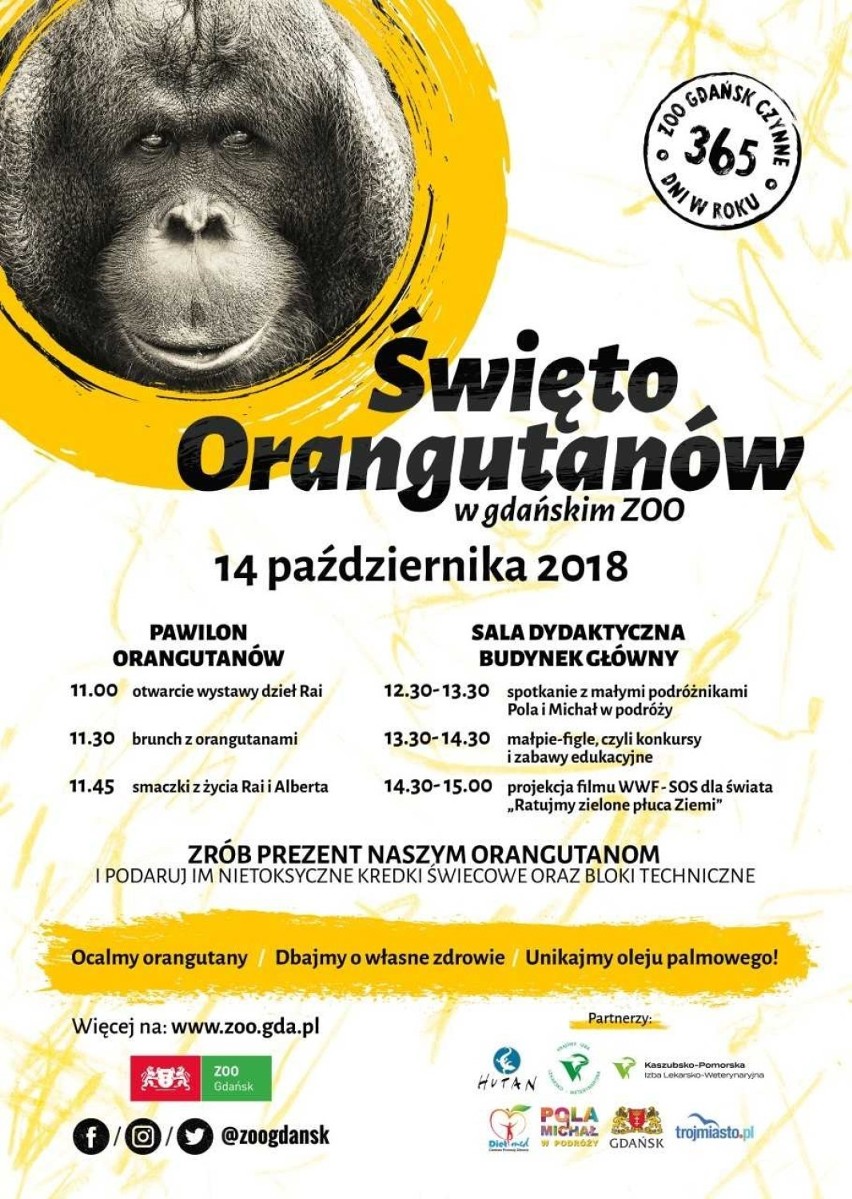 Orangutan Albert czeka na gości w gdańskim ZOO w niedzielę...